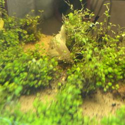 BETTA SET UP