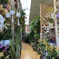 Trendy Flower Plant Shop Indoor Plants 