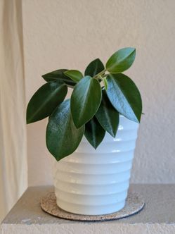 Healthy Beautiful Indoor Plant ( peperomia)
