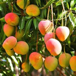 Mangos Grafted Tree 3gallon 3 In 4 Ft Tall 