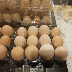 Fresh Organic Eggs 