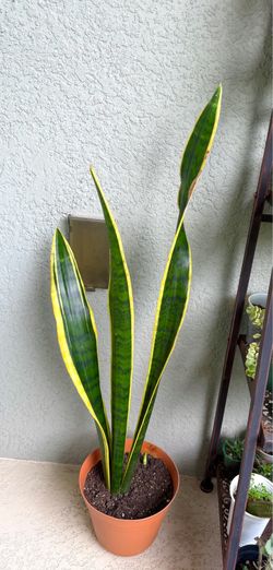 Sansevieria  Trifasciata plant