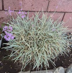 Garlic plants