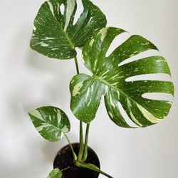 Monstera Thai Constellation 🌿✨
