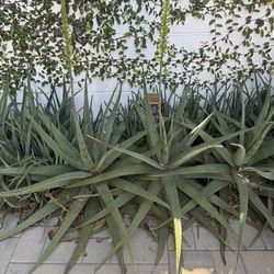 Aloe Vera & Rosemary