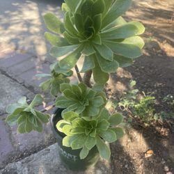 Plant Succulent