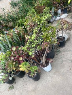 Assorted plants