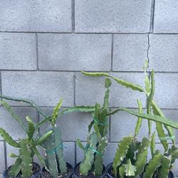 Rooted American Beauty Dragonfruit Plants 