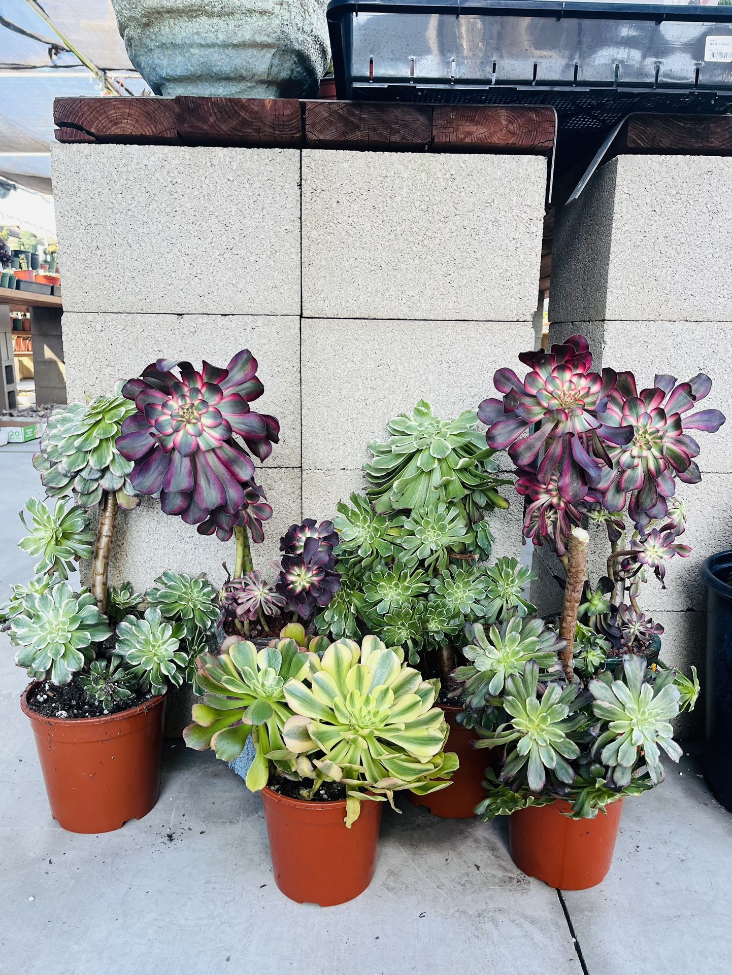 All Aeonium Imported $50 X 8= $400