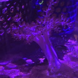 Fake Coral 