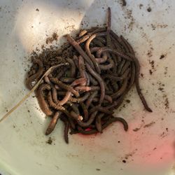 Fishing Worms Sold By The Dozens 