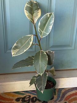 3ft Rubber Tree Ficus Tineke