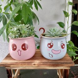 Adorable Succulents