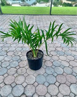 Dypsis prestoniana palm tree 3g