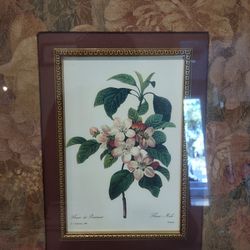 " Fleurs de Pommier" The Botanical III from The Raschella Collection Framed Picture
