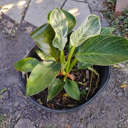 Philodendron Birkin Plant 