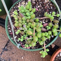 Succulent Pop Up Sale In Hayward Every Saturday 10-2