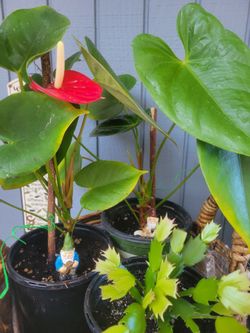 Houseplants