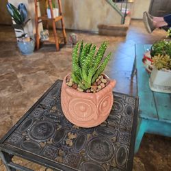 Aloevera In 5in Ceramic Owl Pot With Multi Color  Stones 