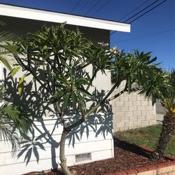 Plumeria Cut offs 