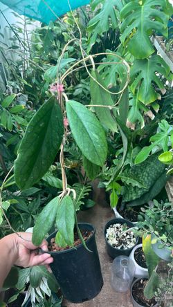 Hoya Vitellinoides