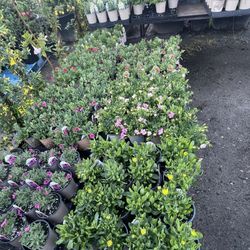 Flowering Perennials π¦πΌπΊ