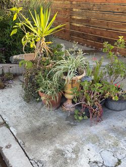 Free plant pick up