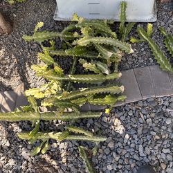 Cactus cuttings