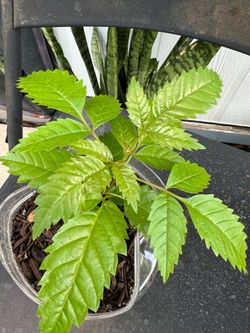 Esperanza plant