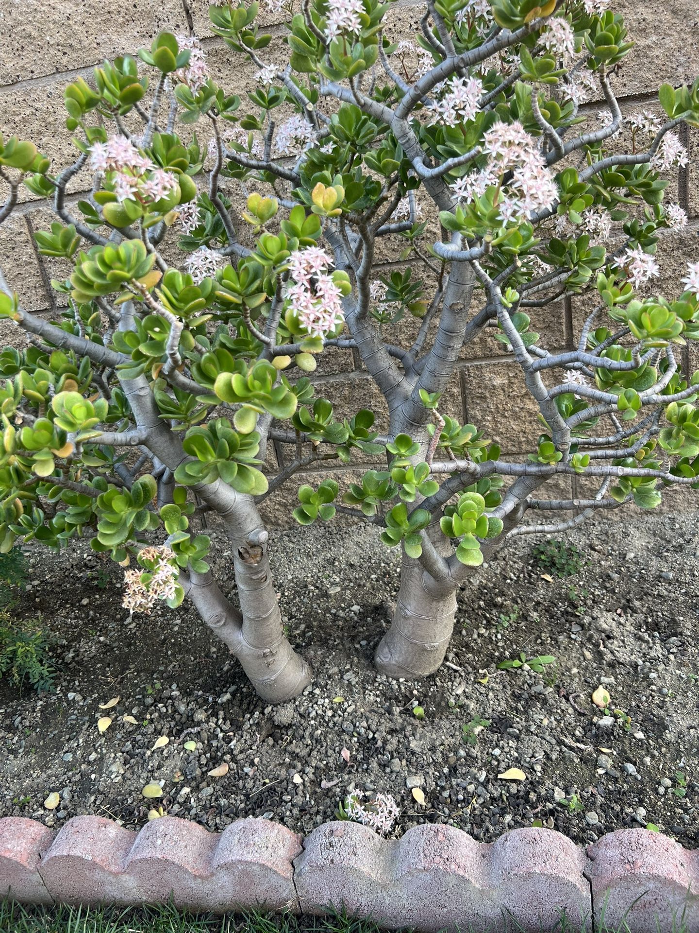 Beautiful Very Big Jade Tree With Flowers Like decoration In a Garden