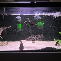 fish tank aquarium 
