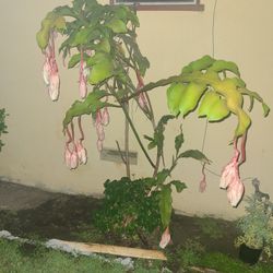 Planta Exotica