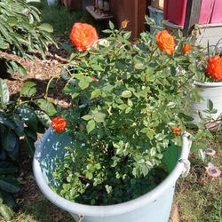 Two Rose Bushes In One Bucket