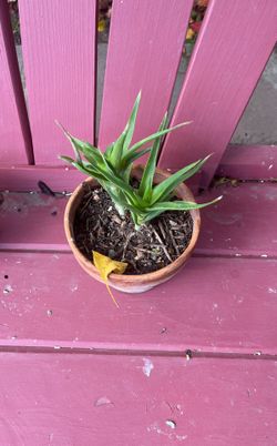 Succulent Plant (Sábila)
