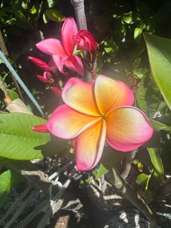 Plumeria Plant - Milan