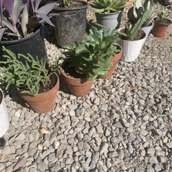 Succulents 