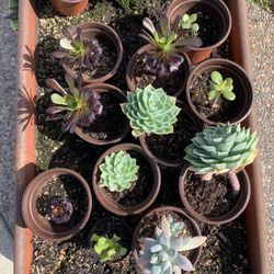 Succulents Plants Cactuses
