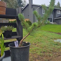 Austrian Pine Tree Sapling Plant