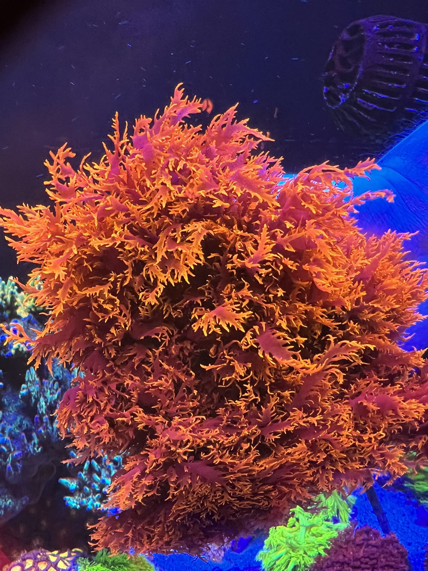 Dragons Breath Macro Algae