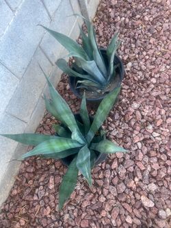 Agave green/blue Plant