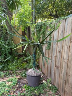 Rare Super Sweet Yellow Dragon Fruit Cacti/Palora “Mature SELENICEREUS M.” Species