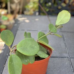 Hoya Obovata 6” Pot