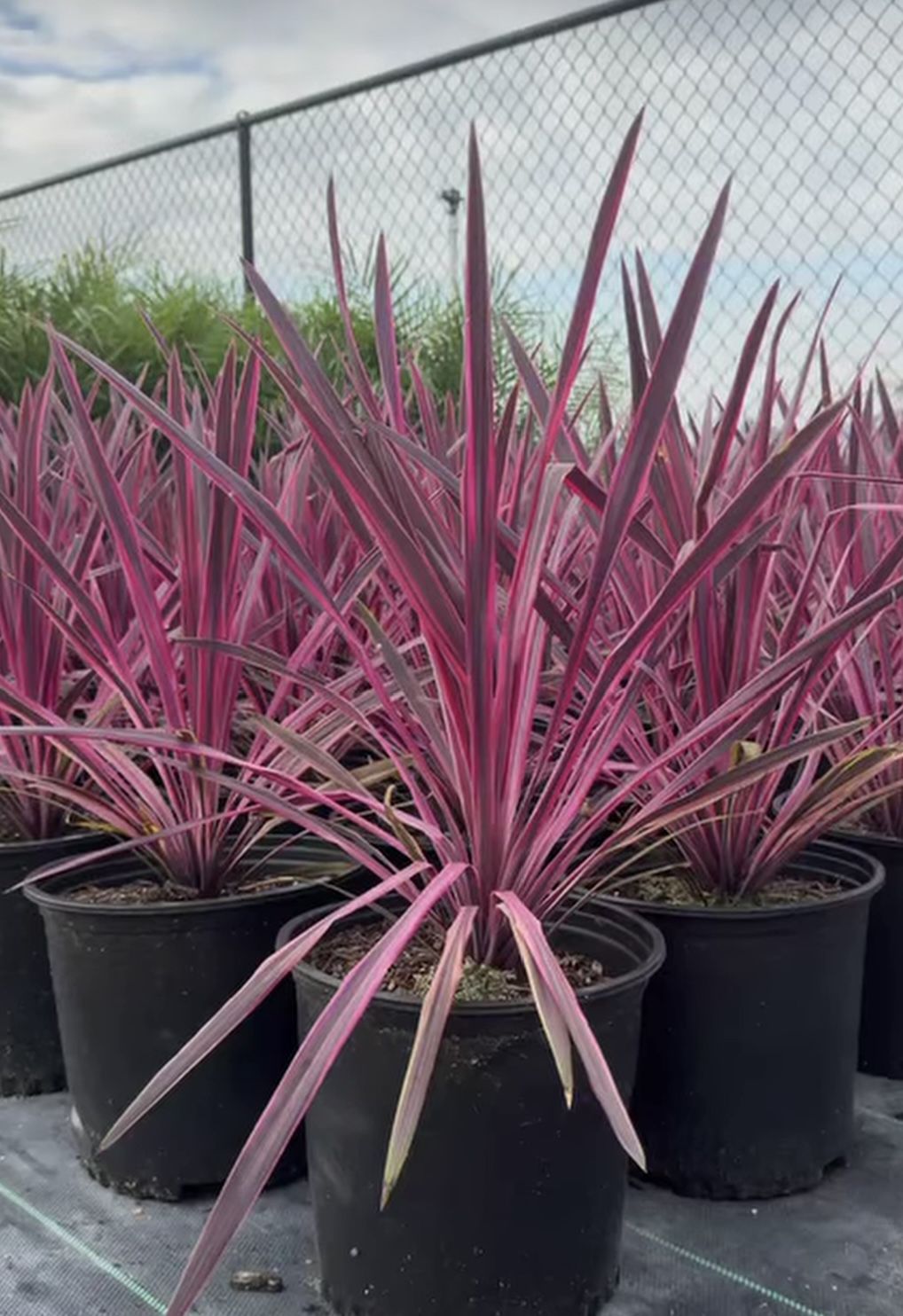 ELECTRIC PINK CORDYLINE PLANTS ON SALE 