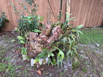 Staghorn $100 -
