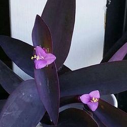 Lush Trailing Tradescantia purple queen plant/ indoor plant/ house plant flower patio garden