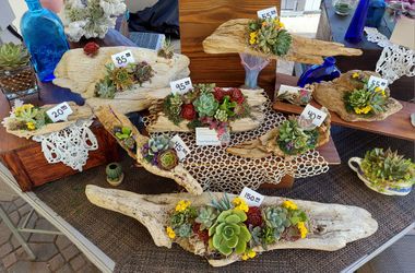 Driftwood Succulent Arrangements 