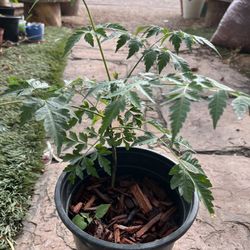 China Berry Tree In gallon pot