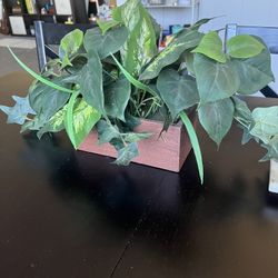 Fake Plant 