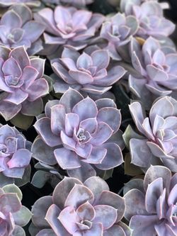 Succulents for sale !