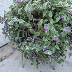 Plant And Ceramic Planters